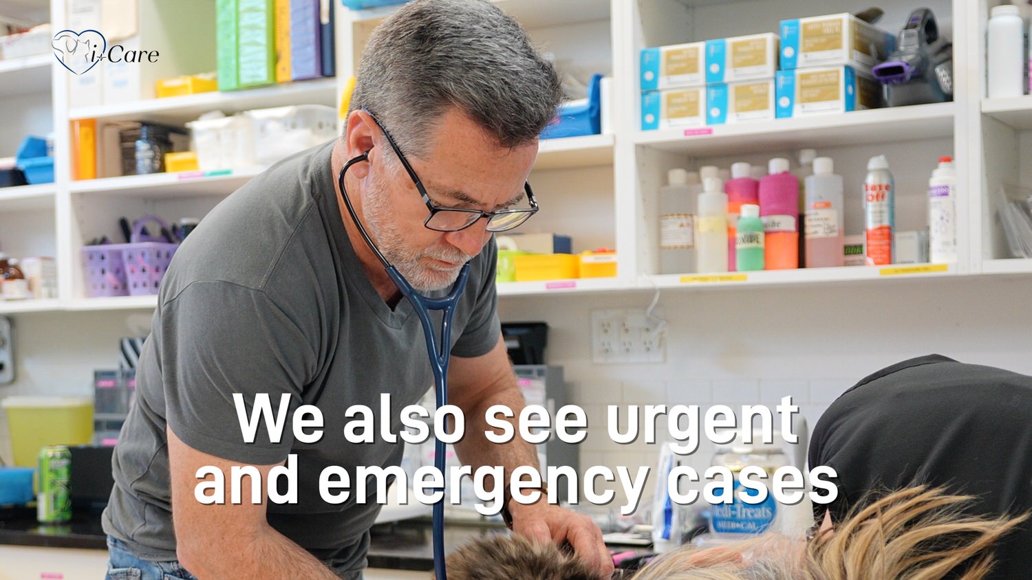 Yes We Offer Urgent Care and Emergency Veterinary Services
