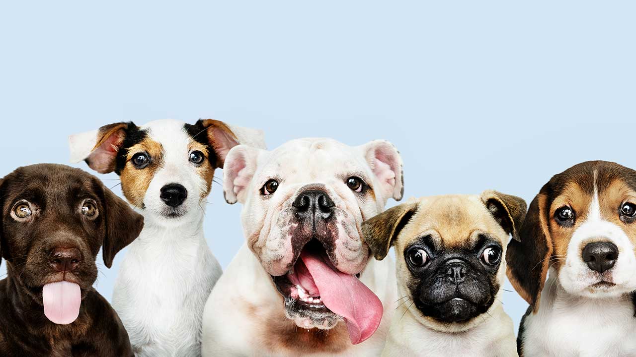 group-portrait-adorable-puppies-veterinary-hospital1