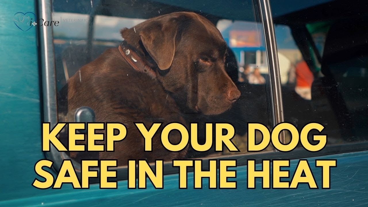 keep-your-animals-safe-in-the-heat-summer-car-dog-cat-veterinary-hospital1