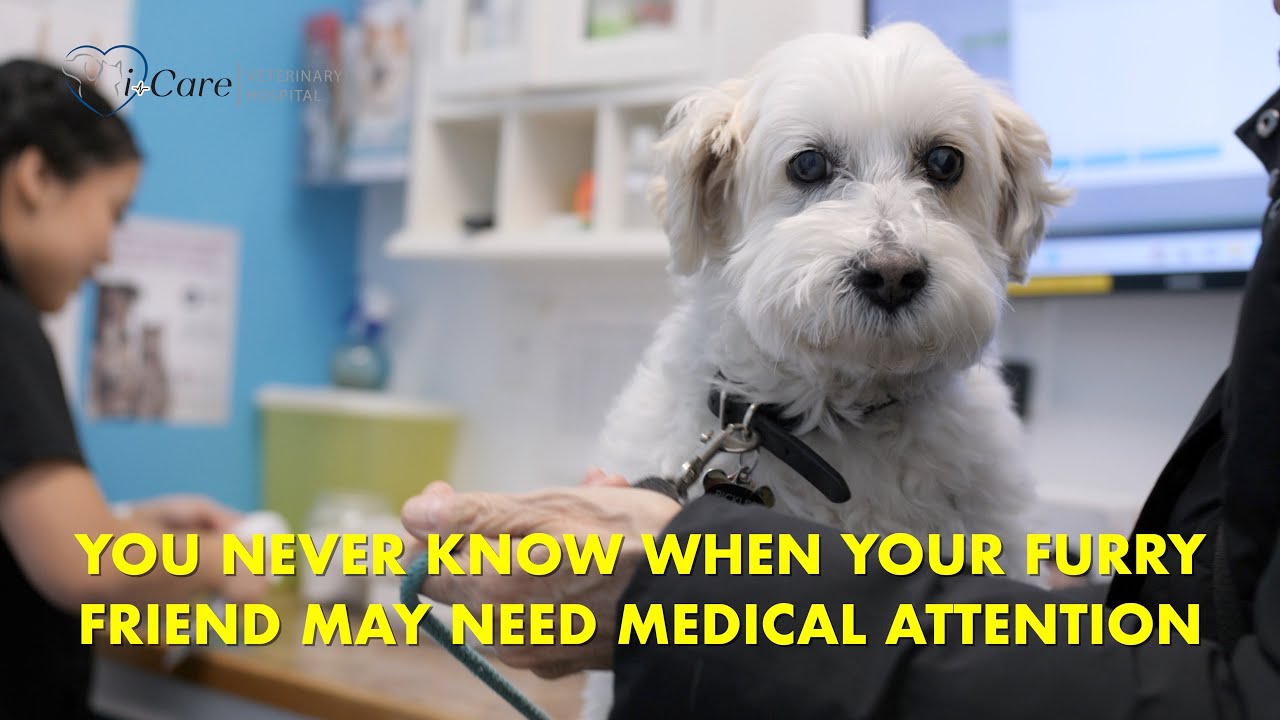 veterinary-hospital-when-to-go-medical-attention1