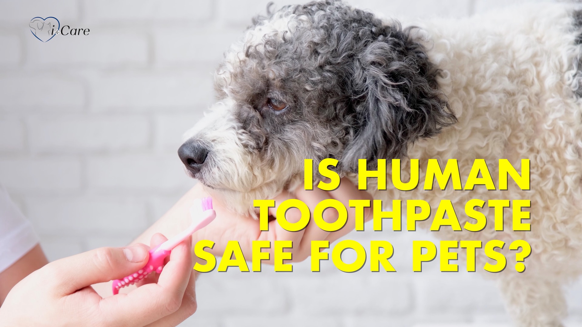 Avoid Human Toothpaste for Pets