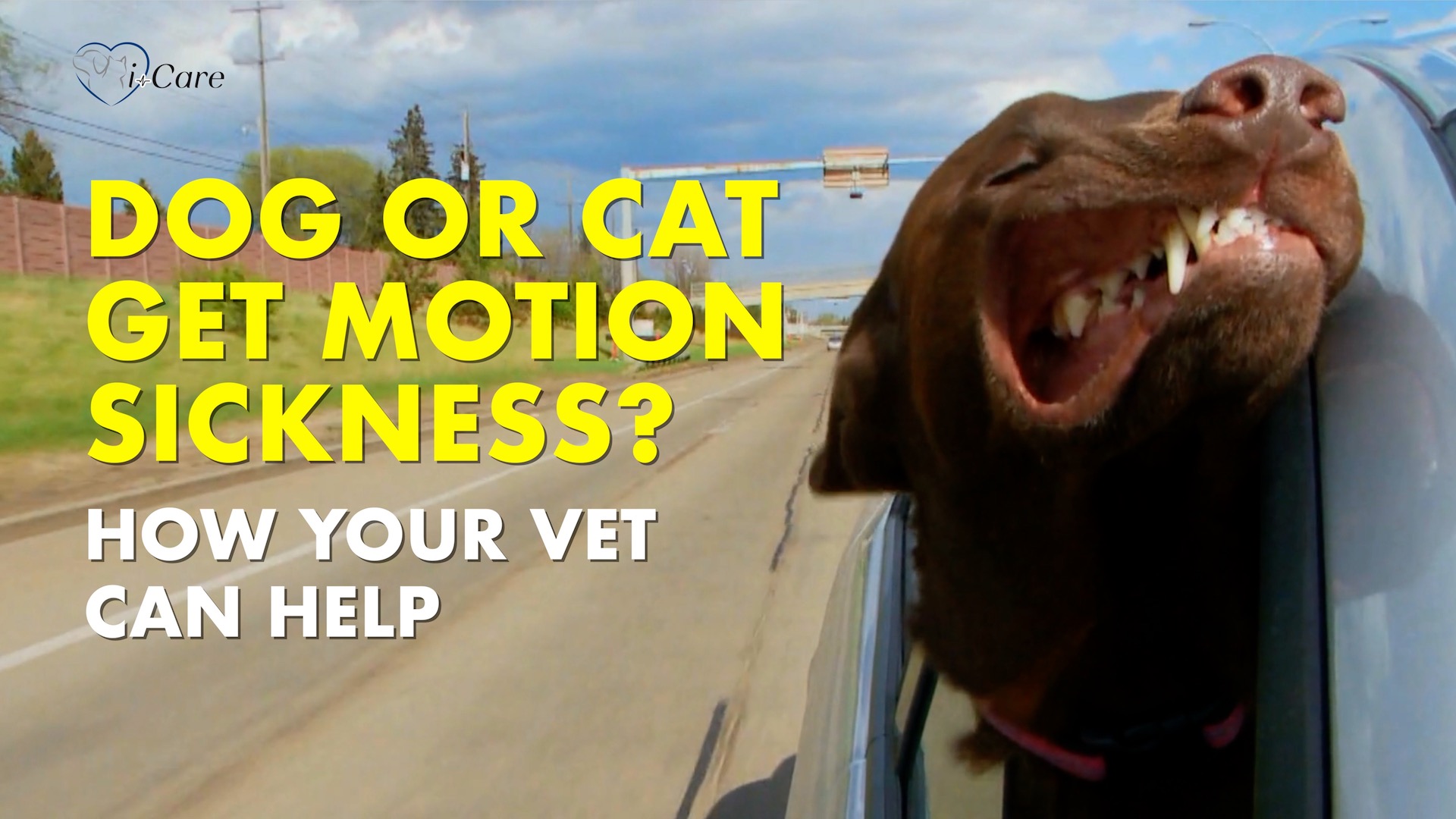 How to Help Pets with Motion Sickness Enjoy Summer Road Trips