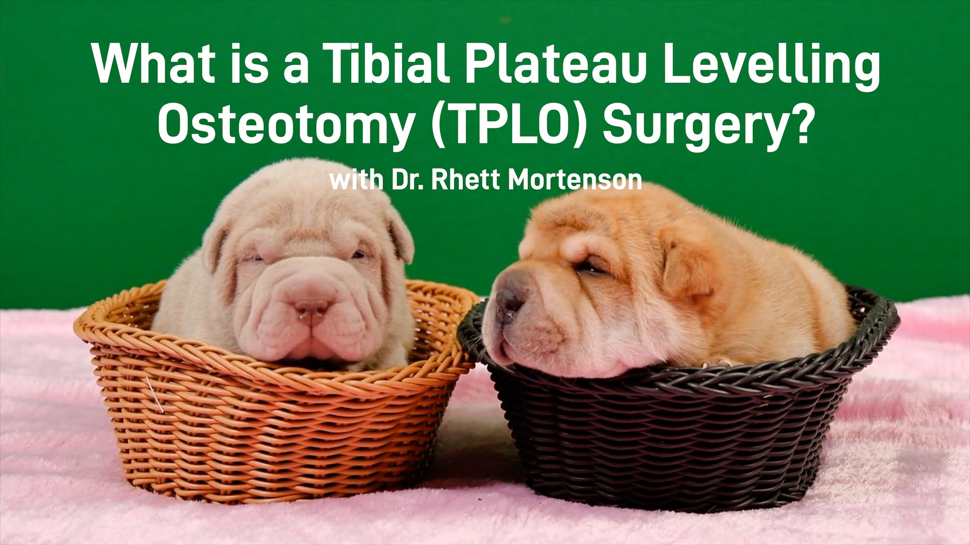 What is a TPLO Procedure for Dogs?