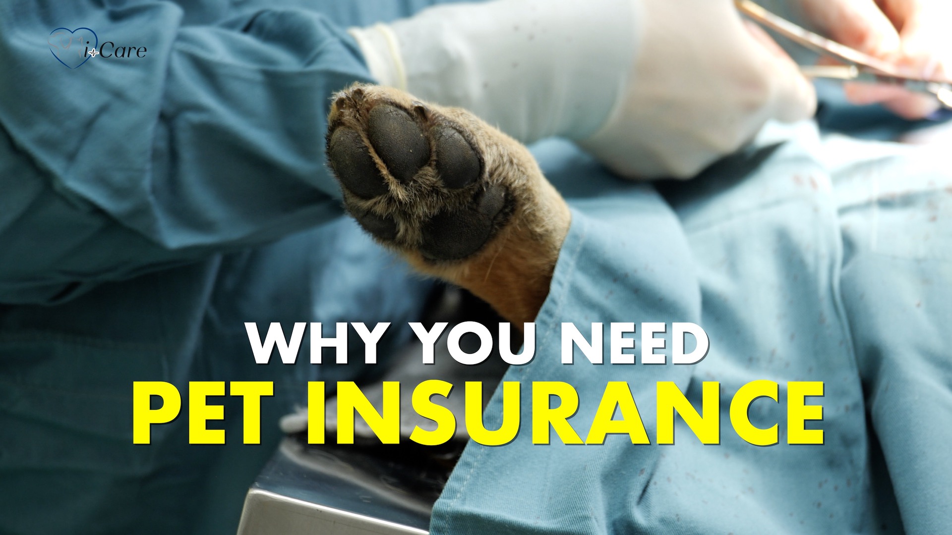 Why You Need Pet Insurance