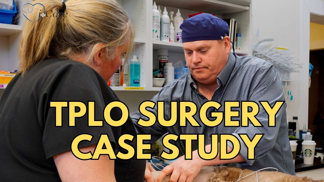 i-Care Veterinary Hospital TPLO Surgery Case Study