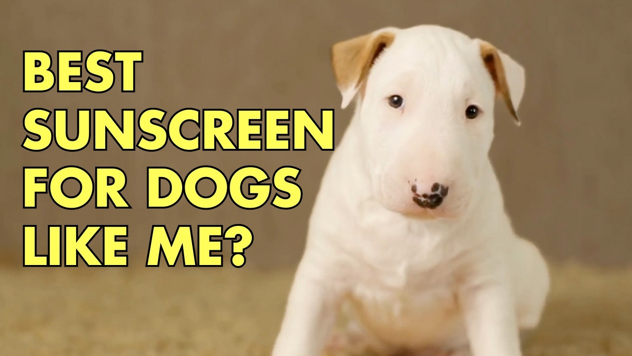 Best Sunscreen for Dogs