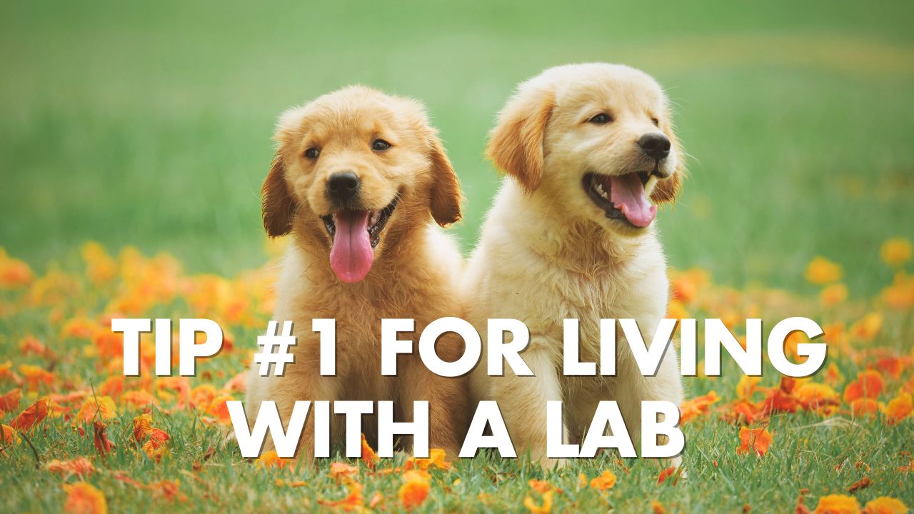 i-Care Veterinary Hospital YouTube Thumbnail - Meet Dr Zoe Noble (5)