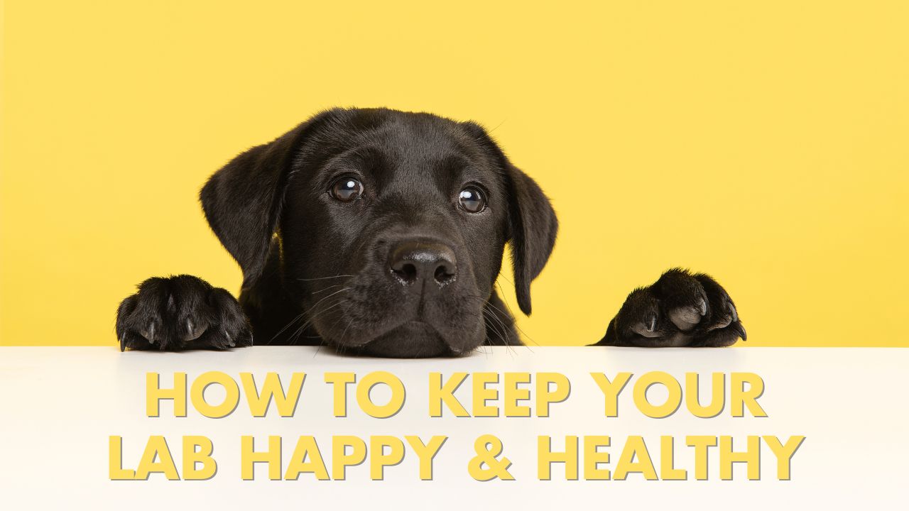 How to keep your Labrador Retriever happy and healthy