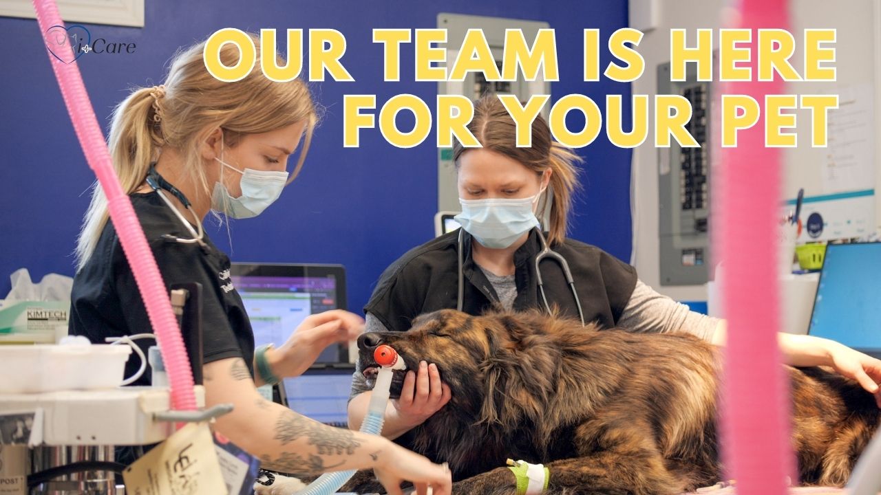 i-Care Veterinary Hospital is here for your pets