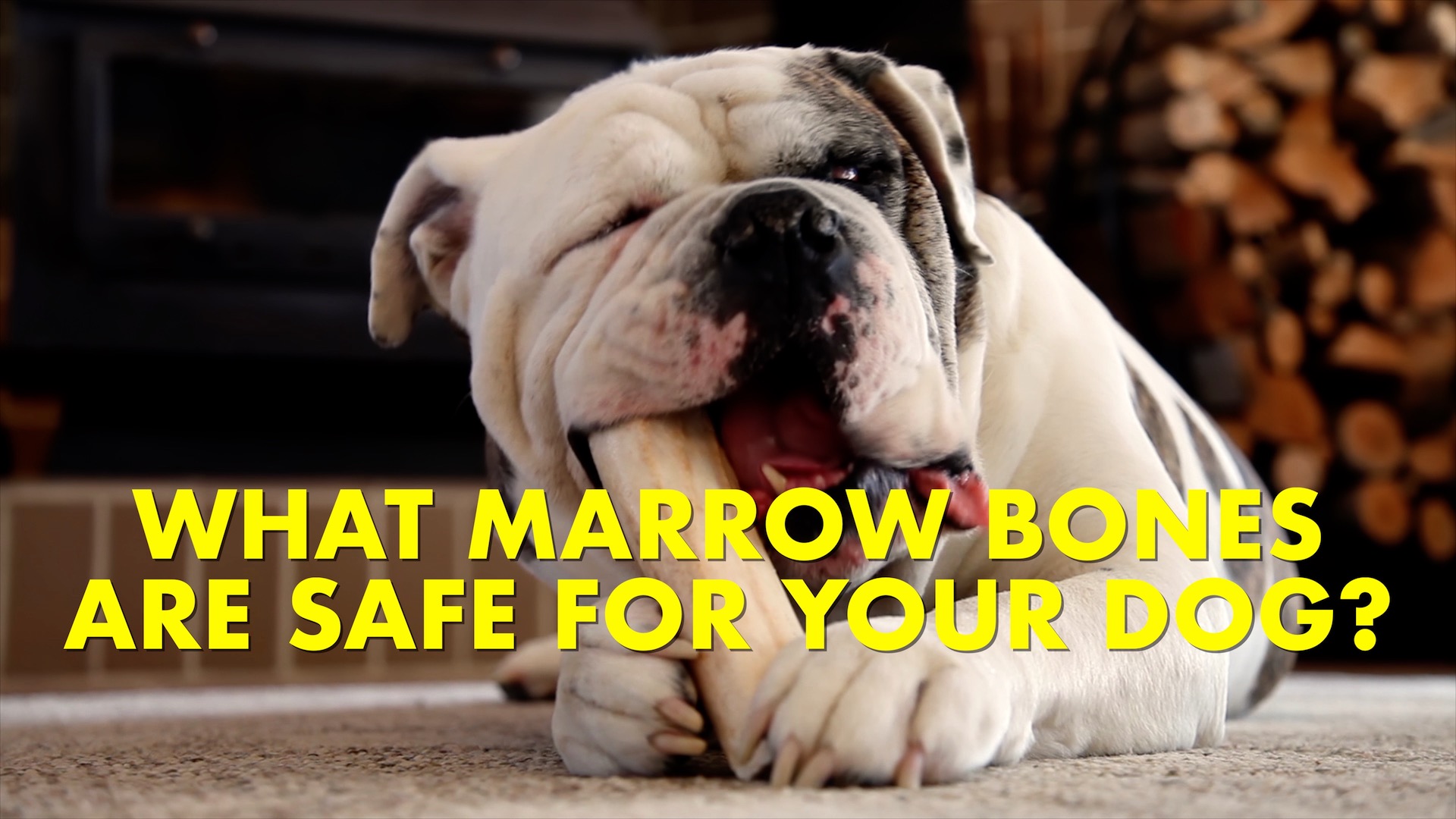 Veterinarian Pro Tip: How to Choose Marrow Bones for Your Dog