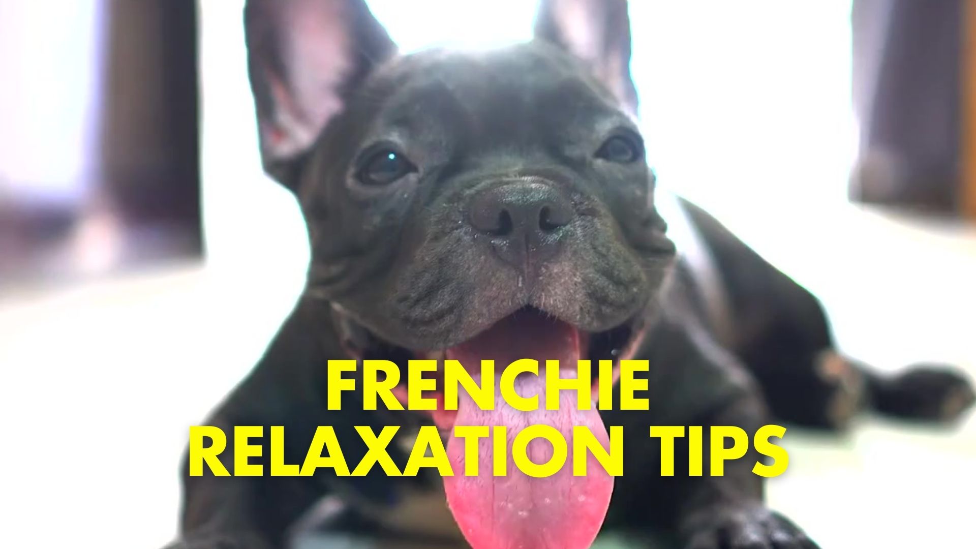 i-Care Veterinary Hospital - How to Help Your French Bulldog Relax