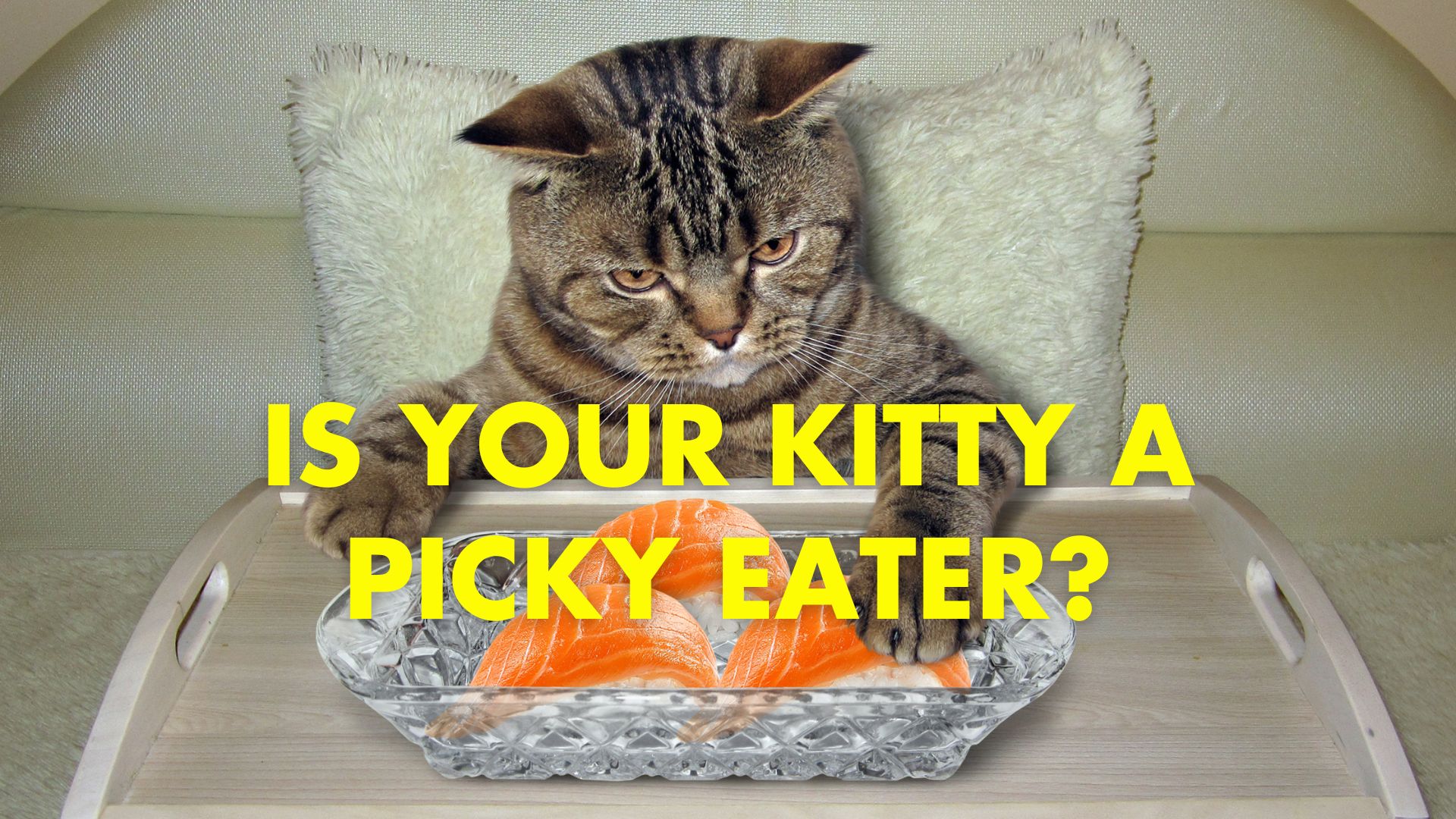 i-Care Veterinary Hospital - Is Your Cat a Picky Eater