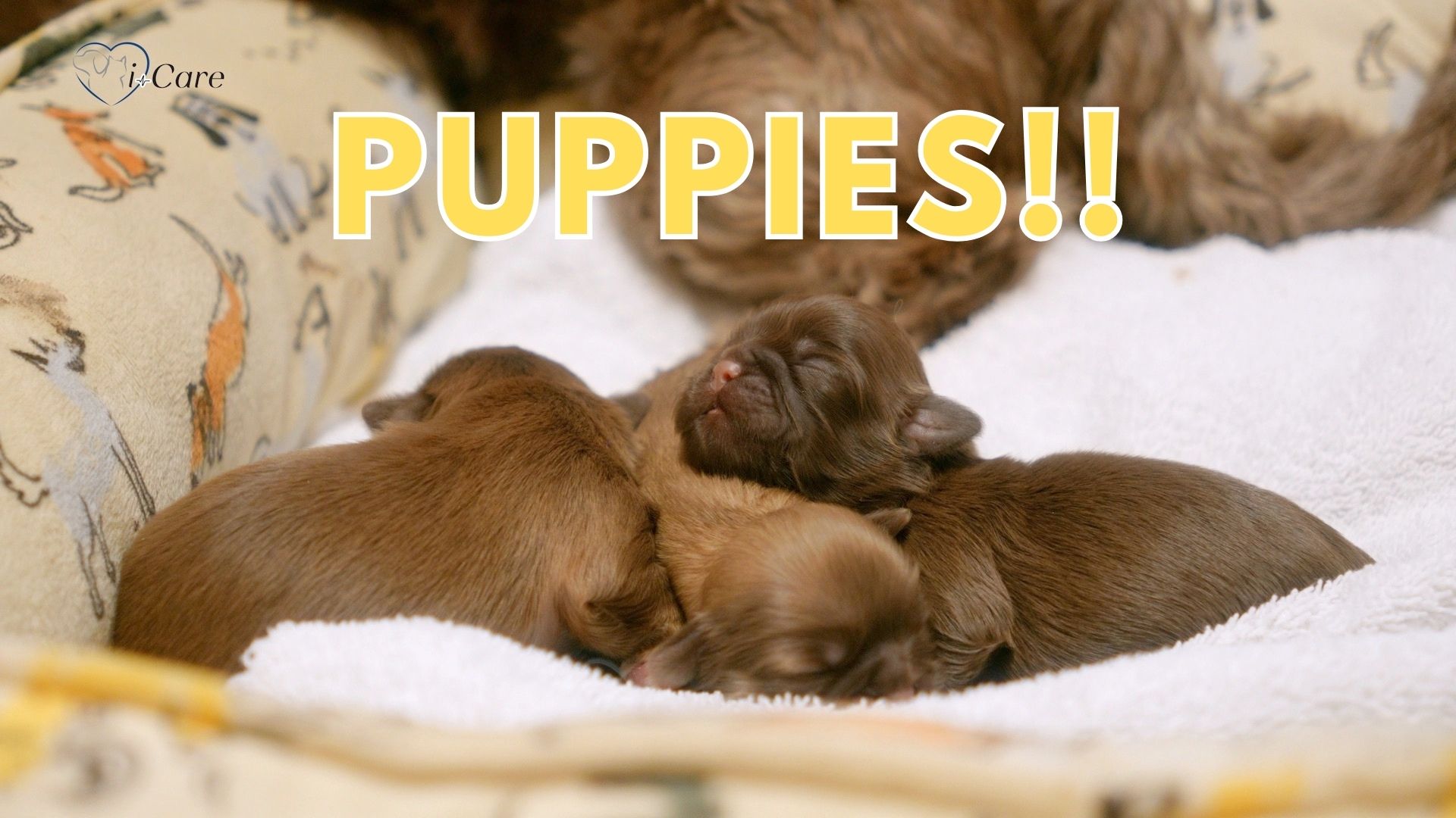 i-Care Veterinary Hospital - How to care for newborn puppies
