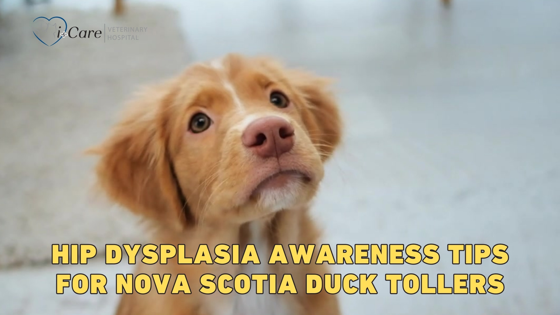 Hip Dysplasia Awareness for Nova Scotia Duck Tollers YouTube