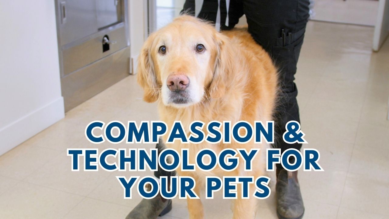 Endoscopy for dog or cat Vancouver Island veterinary clinic