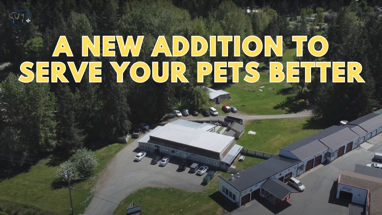 Introducing Our New Dental Suite at i-Care Veterinary Hospital on Vancouver Island