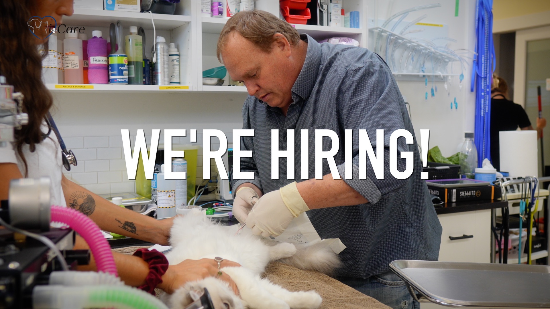 Looking for a Full-Time Veterinarian