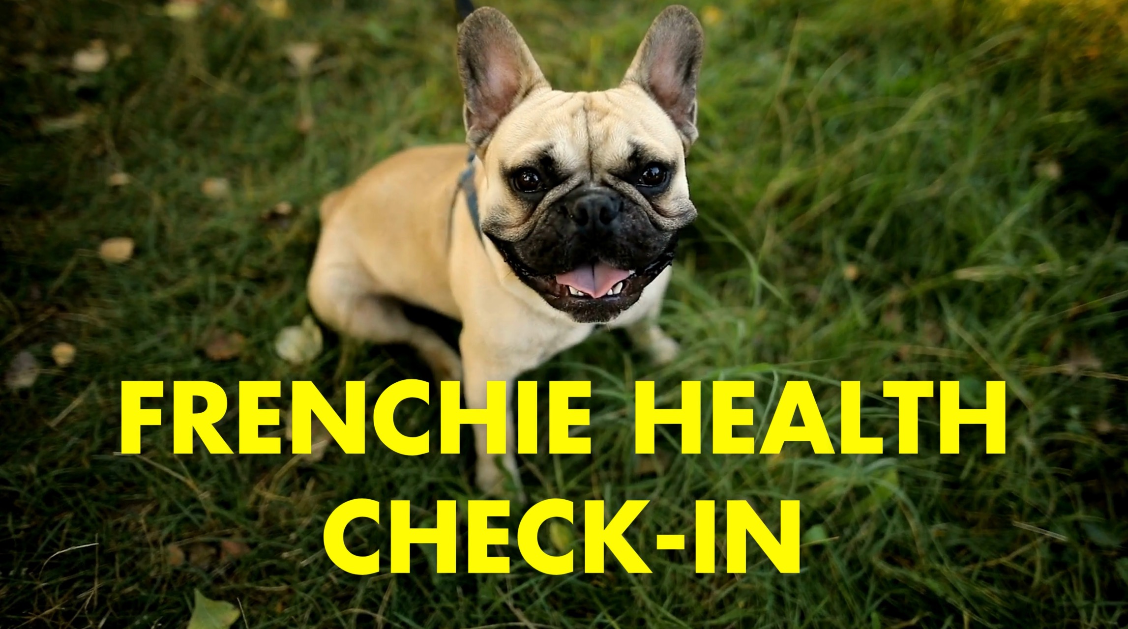 French Bulldog health tips