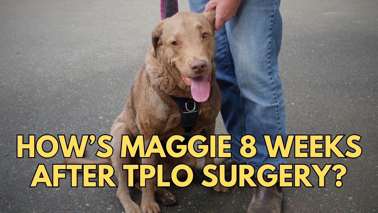 Post TPLO surgery recovery after 8 weeks