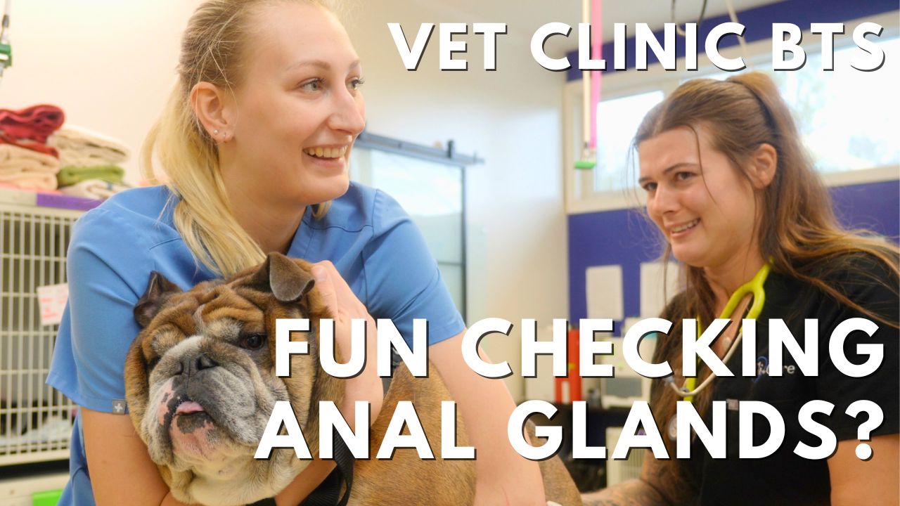 Behind the scenes at i-Care Veterinary Hospital - A positive environment for our patients