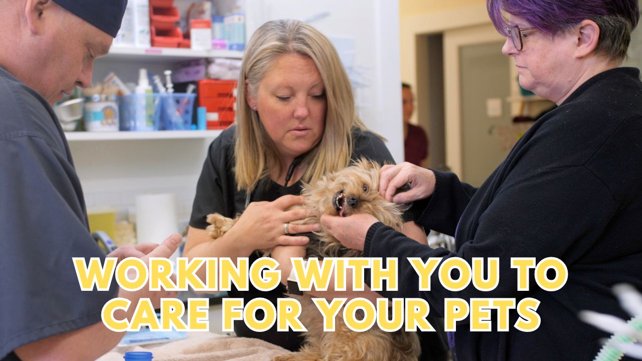 Help is Here for Your Pets at i-Care Veterinary Hospital in Coombs BC Parksville Nanaimo