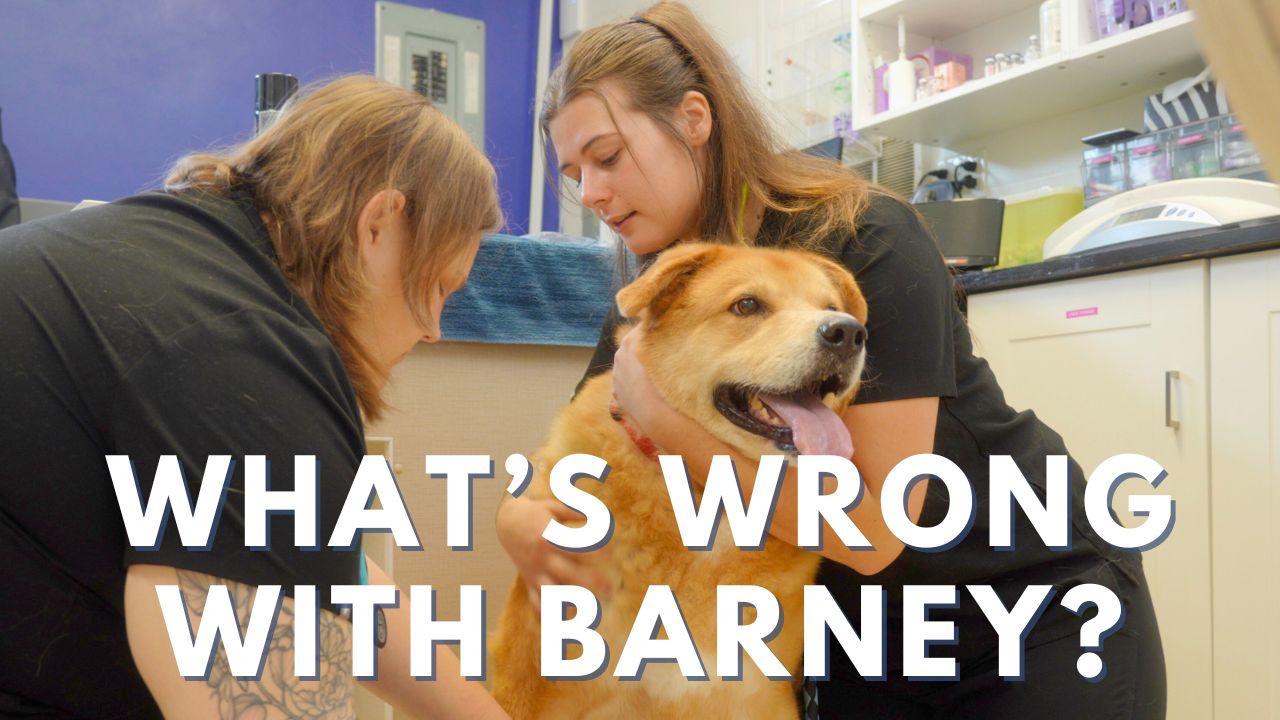 How Patients at i-Care Veterinary Hospital Go Home the Same Day