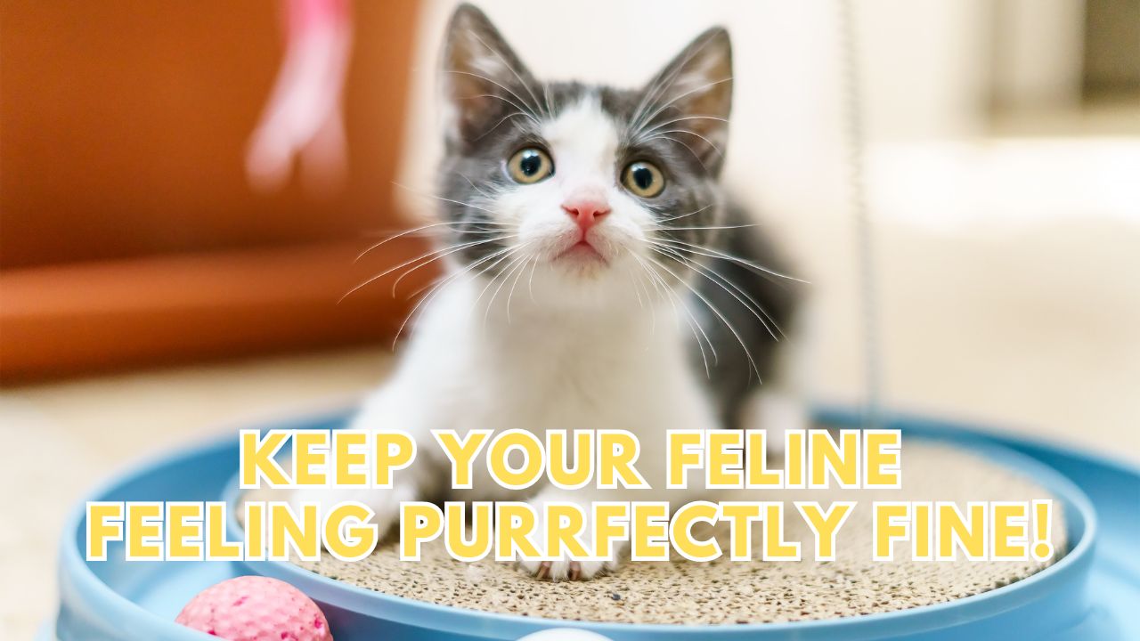 i-Care Veterinary Hospital Cat Health Tips