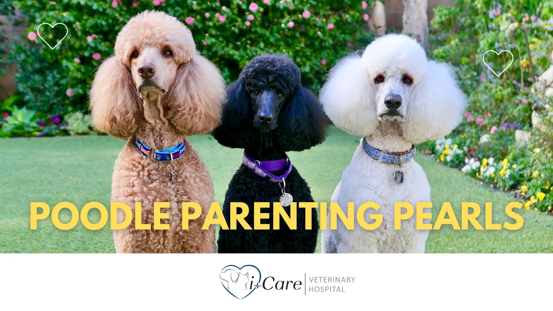 Poodle Tips from i-Care Veterinary Hospital (1920 x 1080 px)