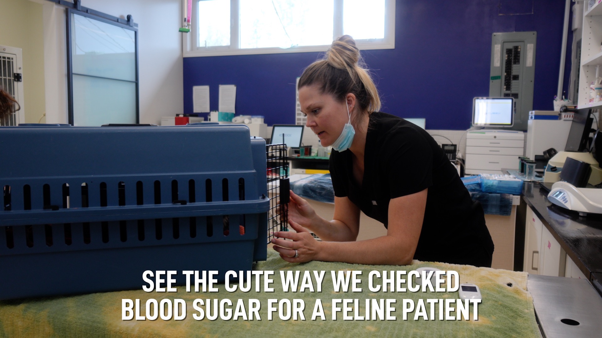 Safe and Comfy Care for Cats