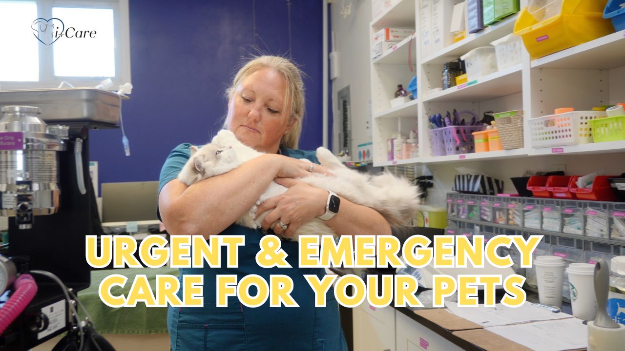 Urgent and Emergency Services at i-Care Veterinary Hospital in Coombs BC