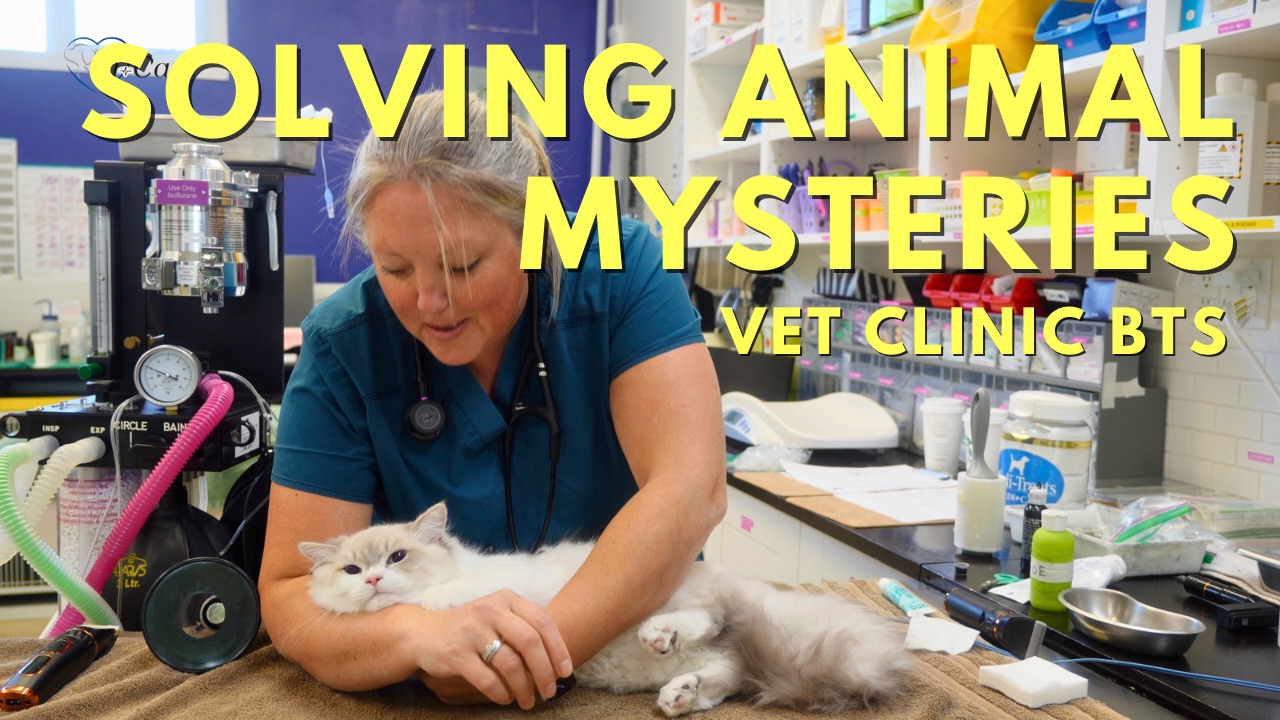 Veterinary services - Solving animal mysteries at i-Care Veterinary Hospital