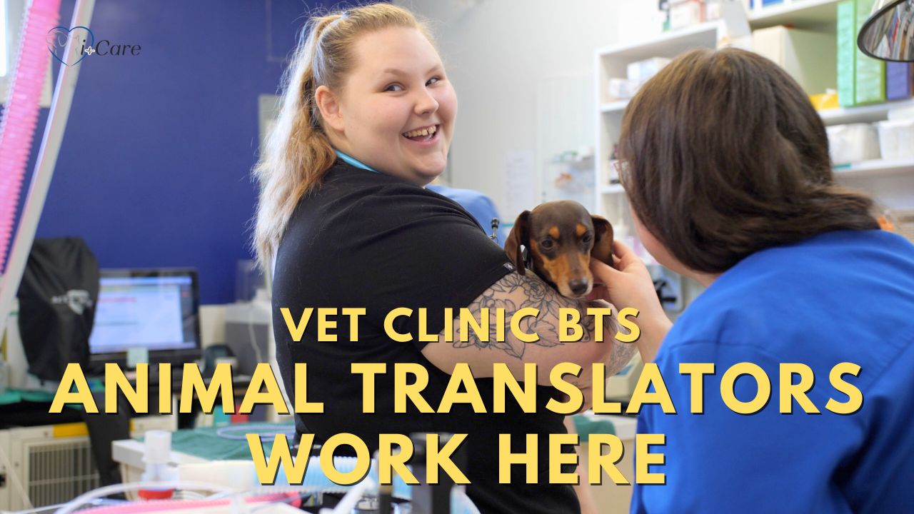 Animal Translators Work at i-Care Veterinary Hospital_