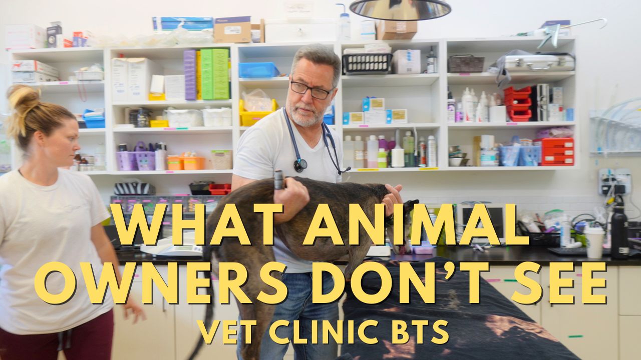 More than check ups for pets at i-Care Veterinary Hospital 2