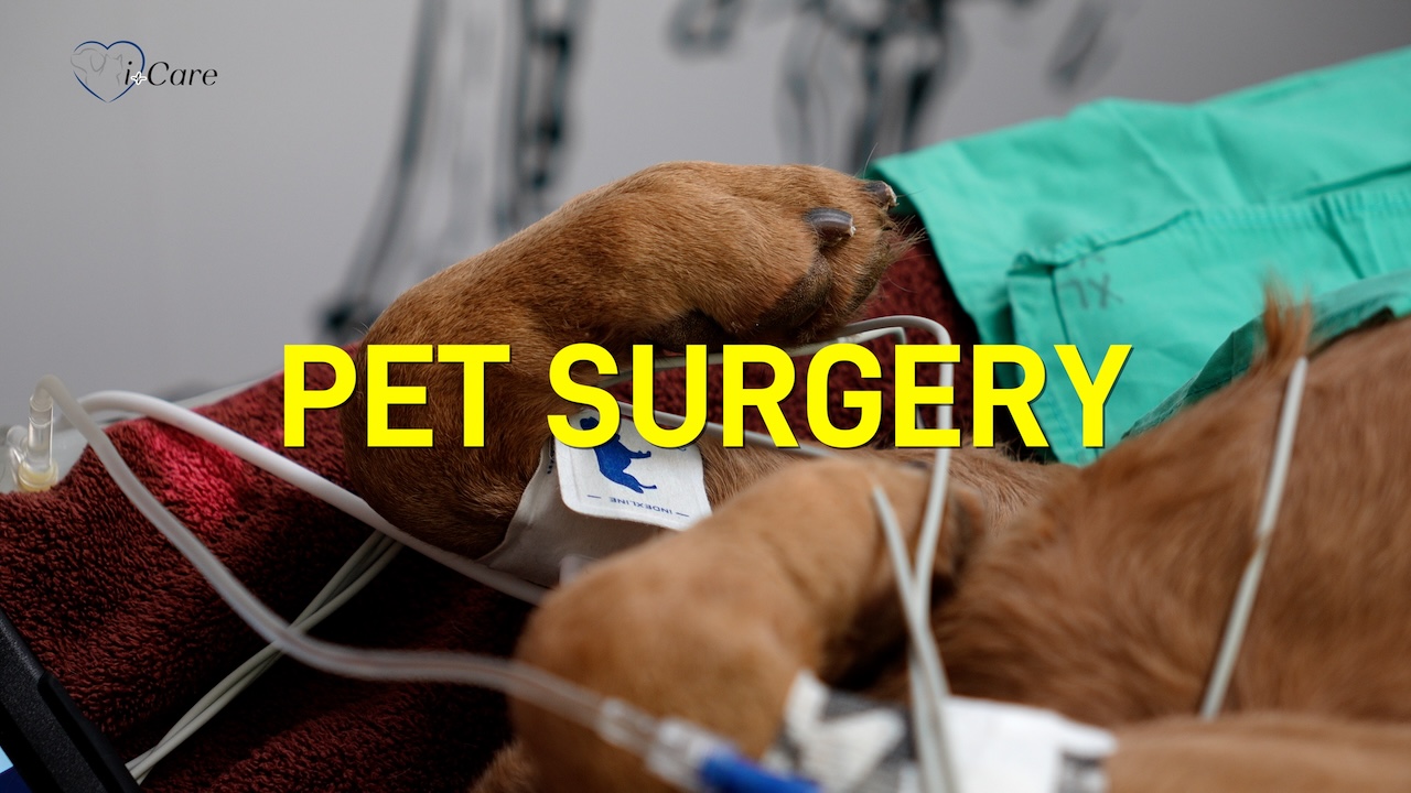 TPLO surgery, laparoscopic spay, pet surgery on Vancouver Island