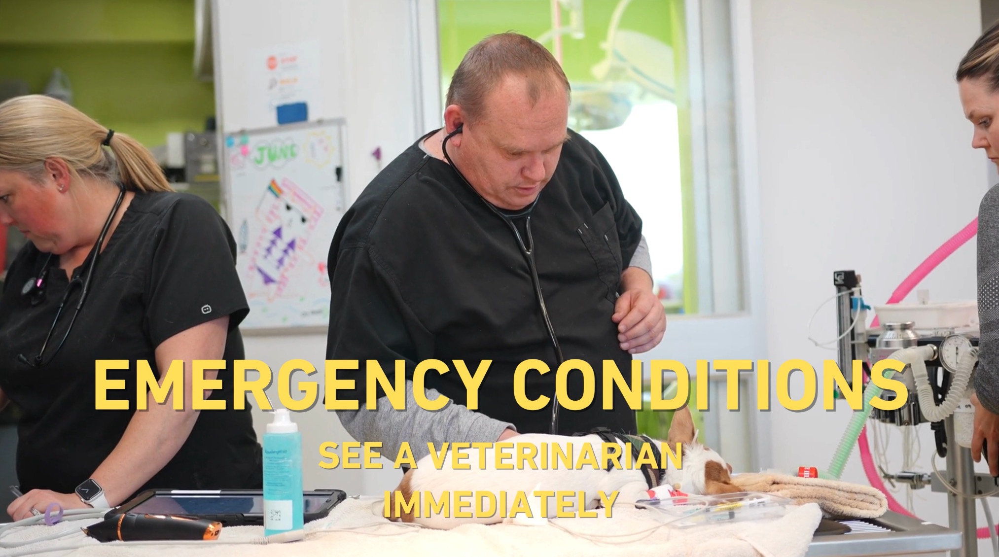 Understanding Pet Emergencies