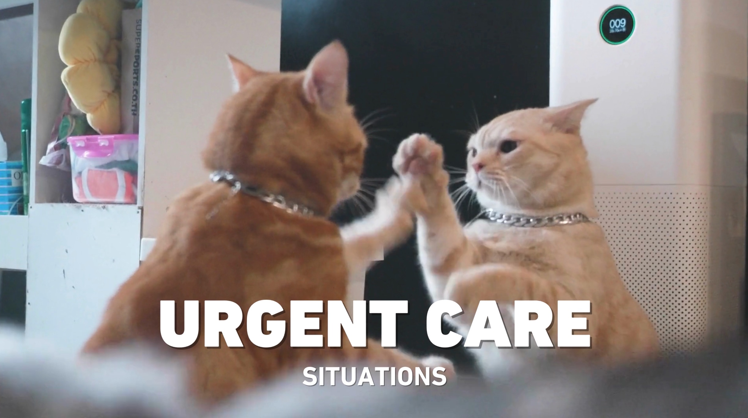 Urgent pet care at i-Care Veterinary Hospital