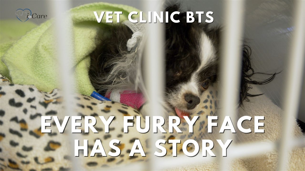 Veterinary Medicine - Furry Tales at i-Care Veterinary Hospital