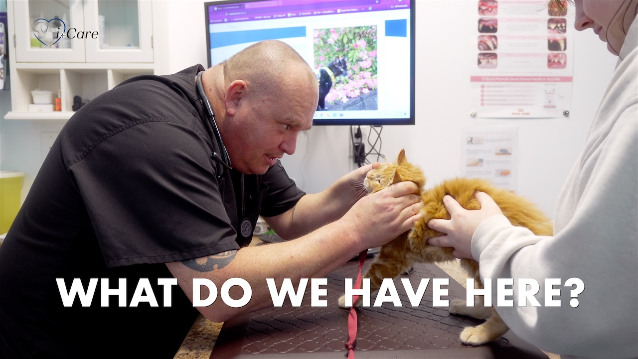 Veterinarian for new kitten