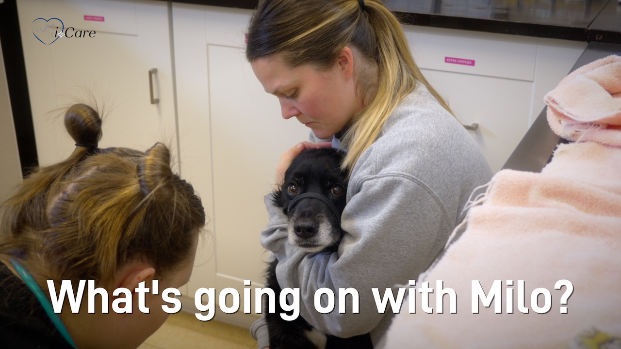 Veterinary hospital Vancouver Island - echocardiogram