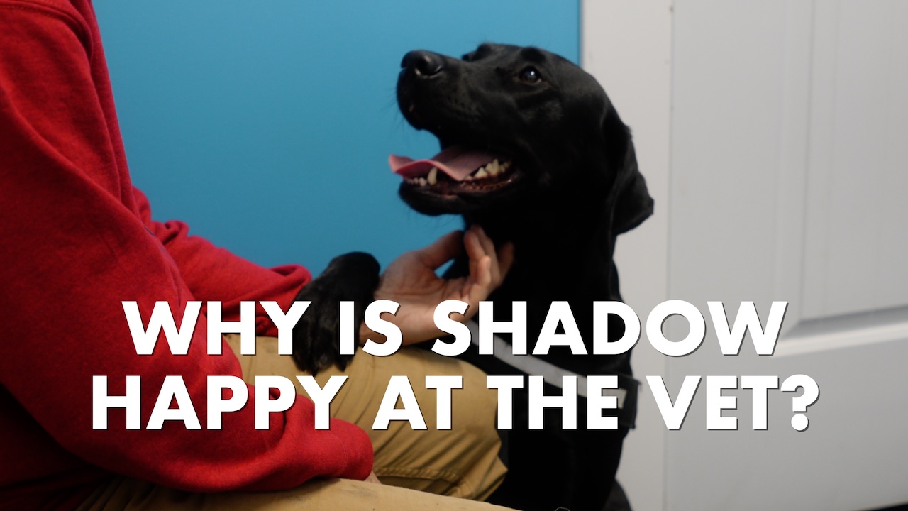 Vancouver Island vet hospital near Parksville