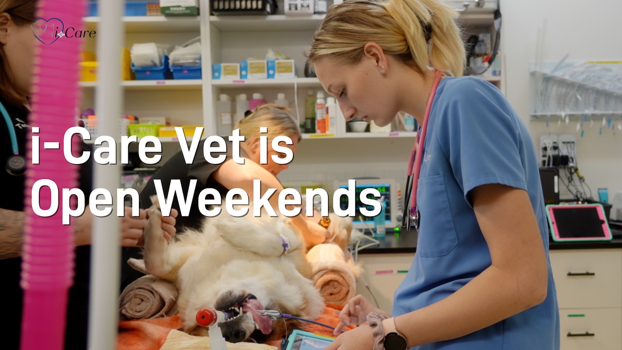 Veterinary Hospital open on weekends