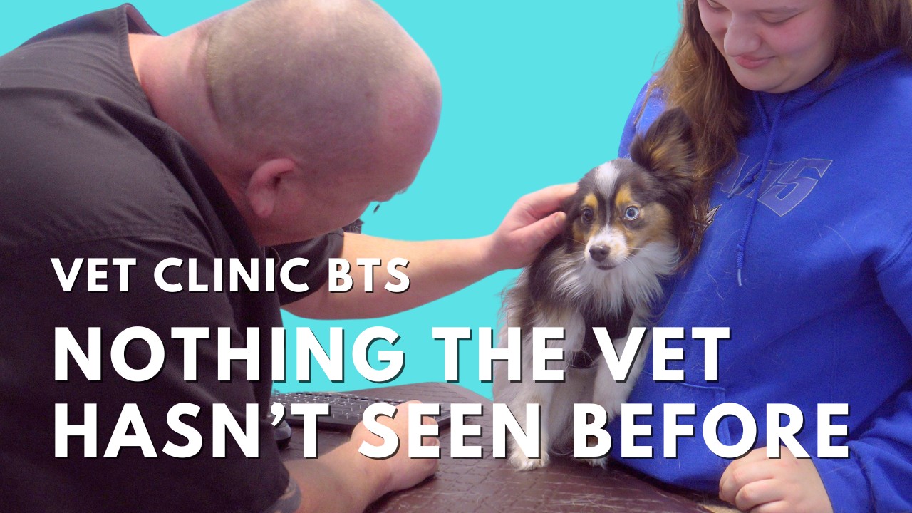 Best Vancouver Island Vet