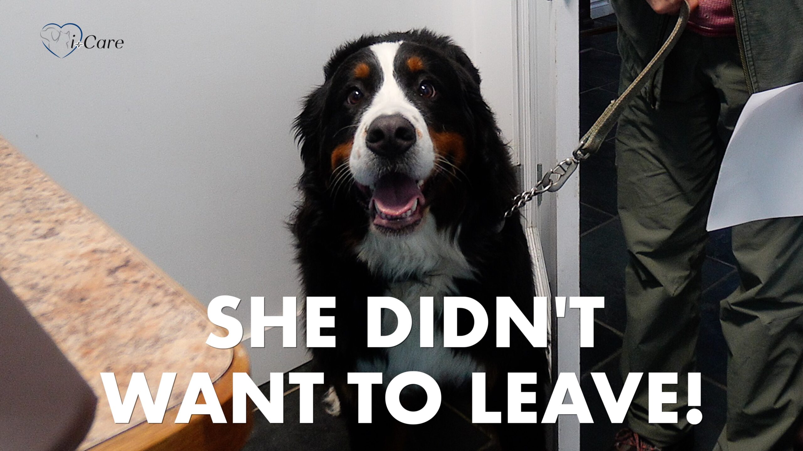 Veterinarian on Vancouver Island in Parksville open 7 days a week