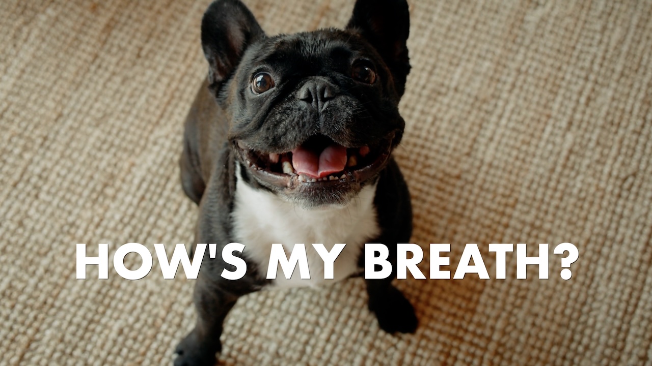 Dog dental care Vancouver Island