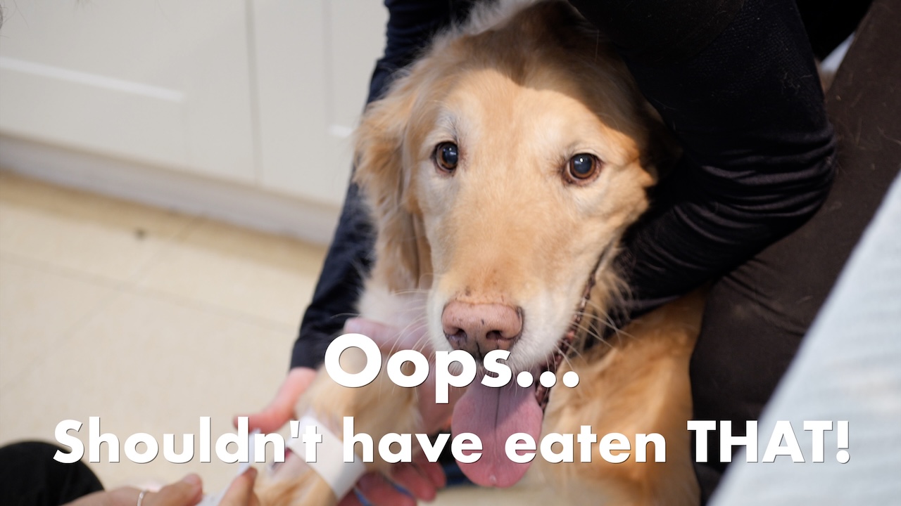 Your dog Ate What!?