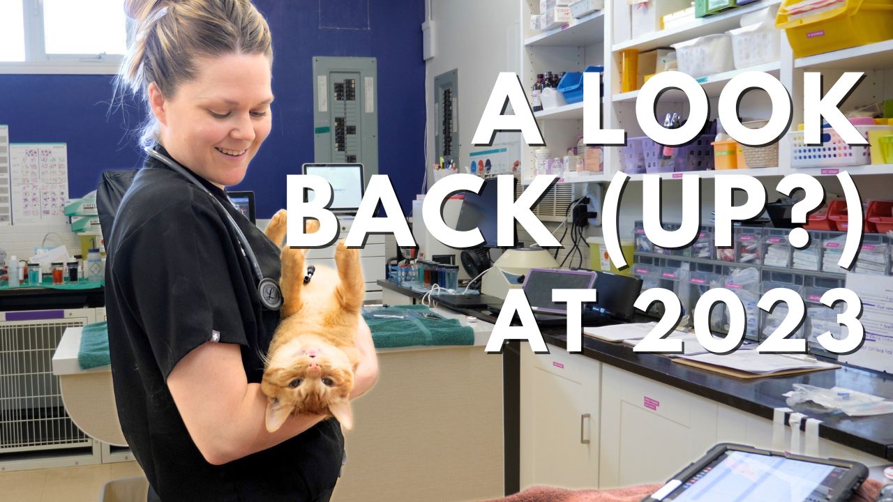 i-Care Veterinary Hospital Year in Review 2023