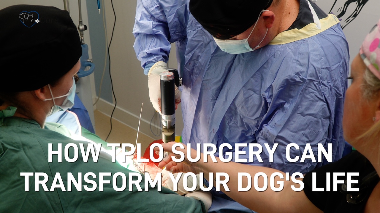 TPLO surgery on Vancouver Island
