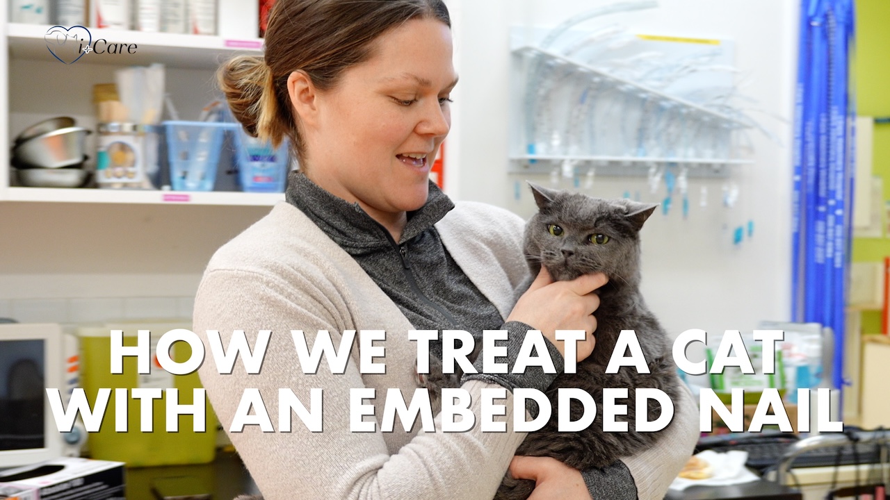 Vancouver island veterinary hospital, i-Care Veterinary Hospital, helps a cat with an embedded nail