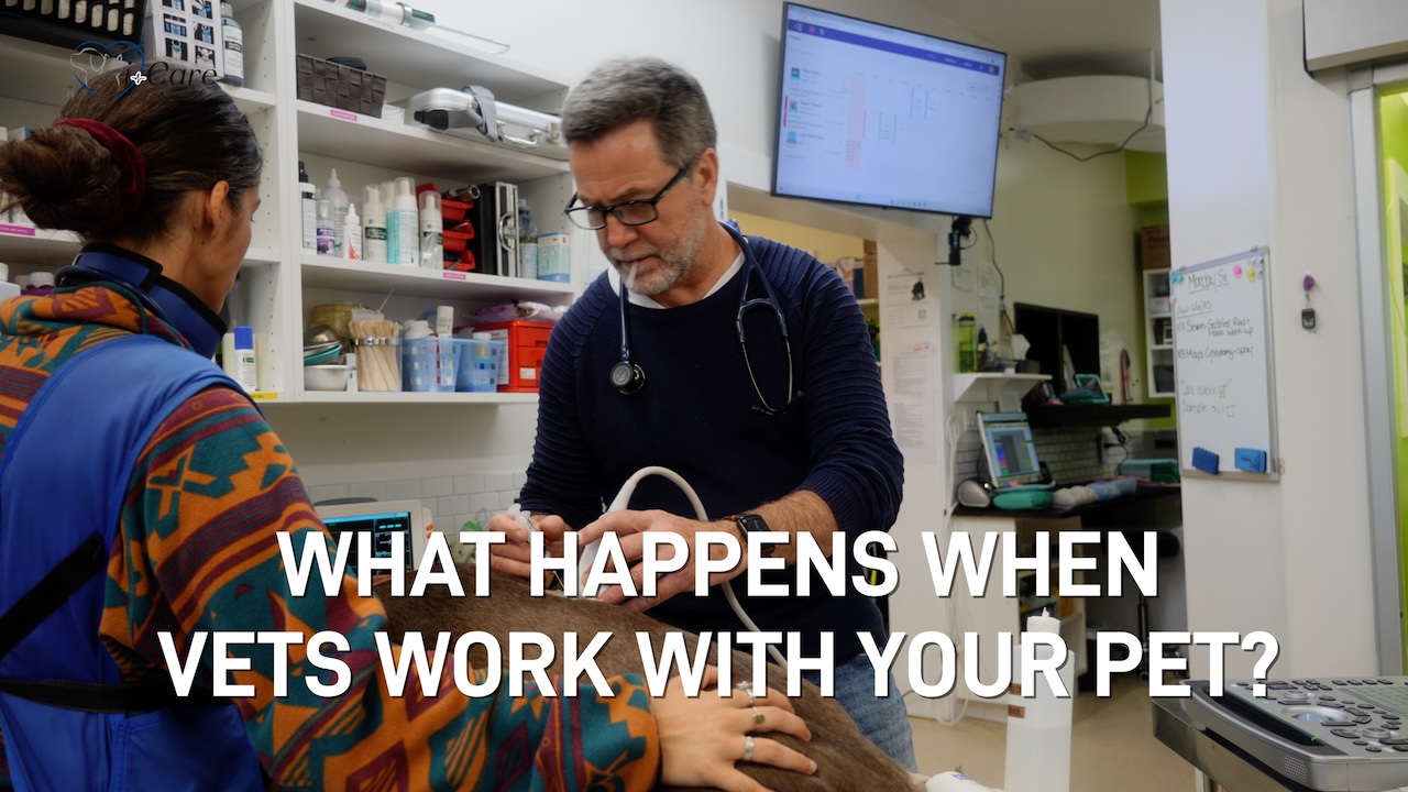 Veterinarian in Parksville open 7 days a week