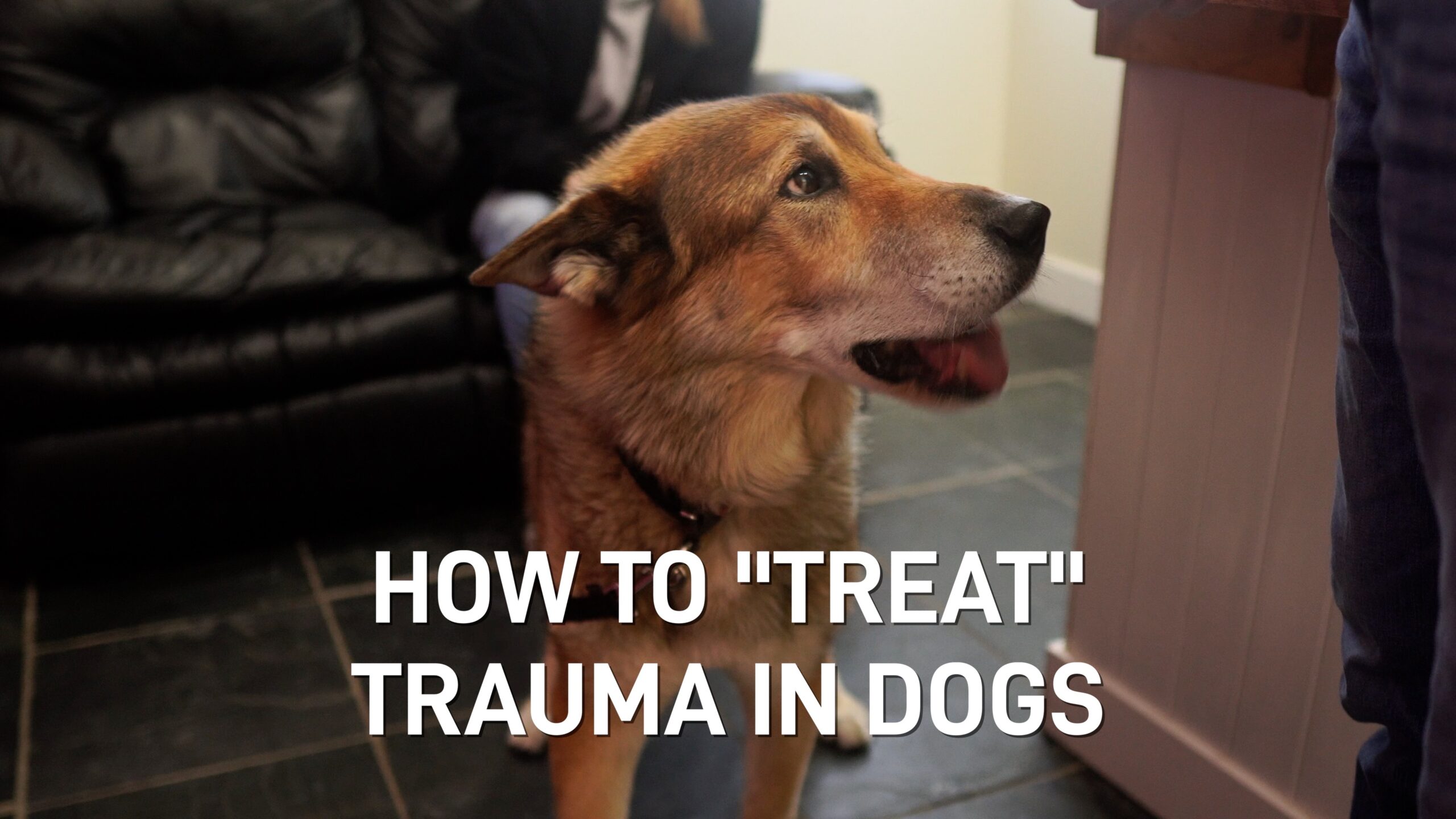 A blog post and video showing a funny way a veterinarian at i-Care Vet Hospital talked to a dog owner.